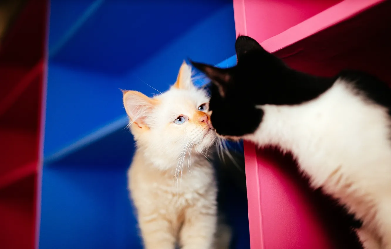 Photo wallpaper cat, cat, familiarity