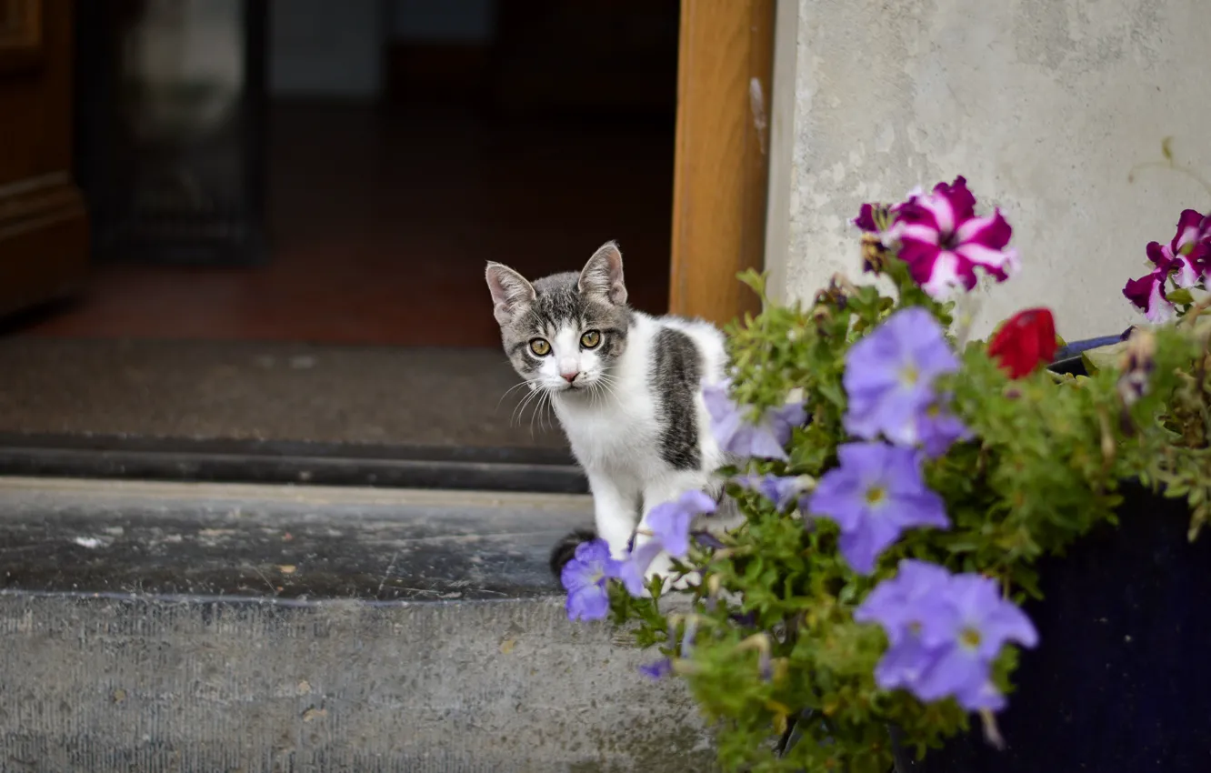 Photo wallpaper cat, look, flowers, grey, wall, home, the door, baby