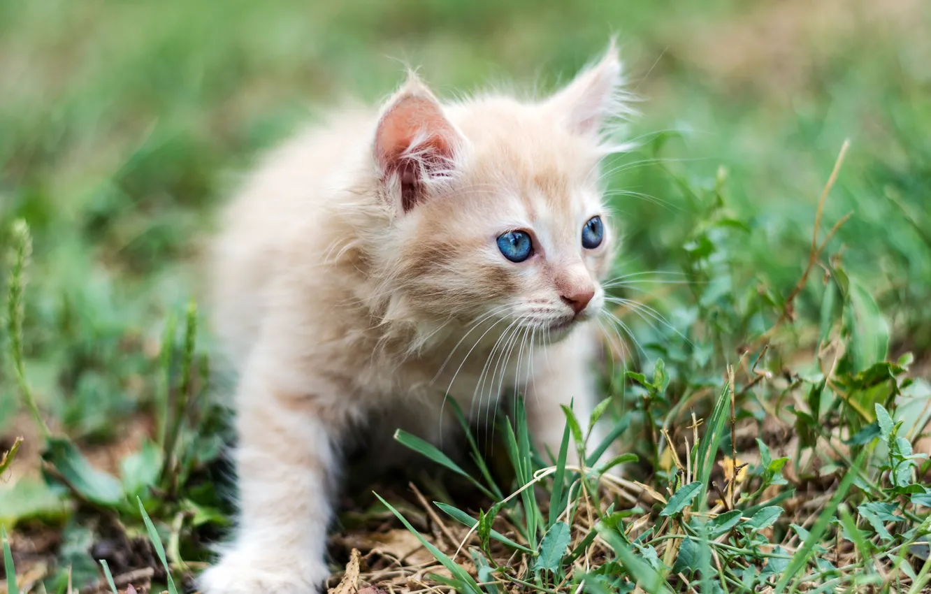 Photo wallpaper grass, baby, red, kitty, blue eyes, bokeh