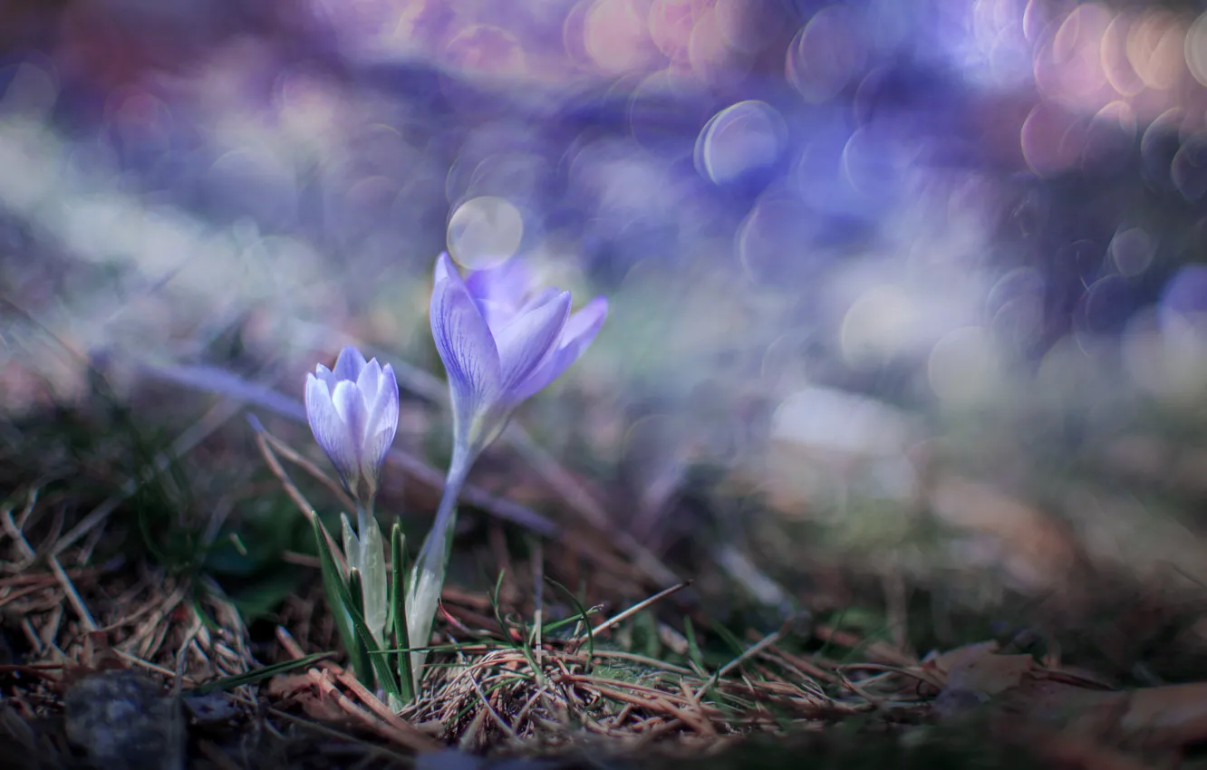 Photo wallpaper crocuses, bokeh, saffron