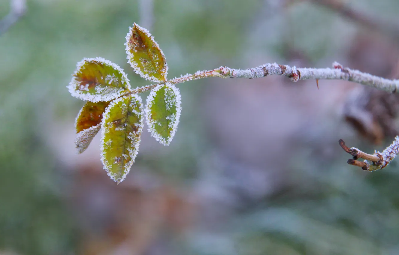 Photo wallpaper winter, leaf, hoarfrost