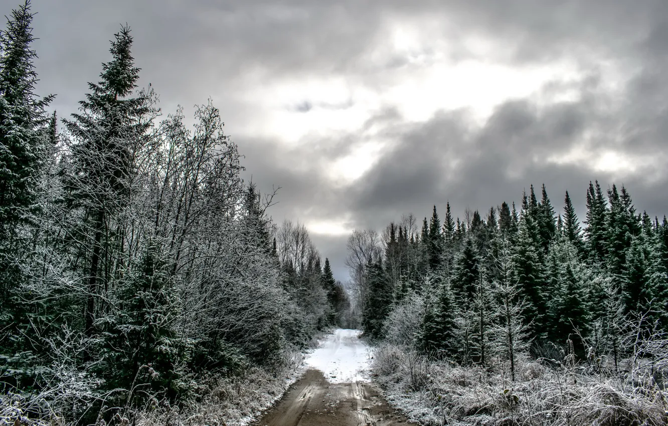 Photo wallpaper winter, road, forest