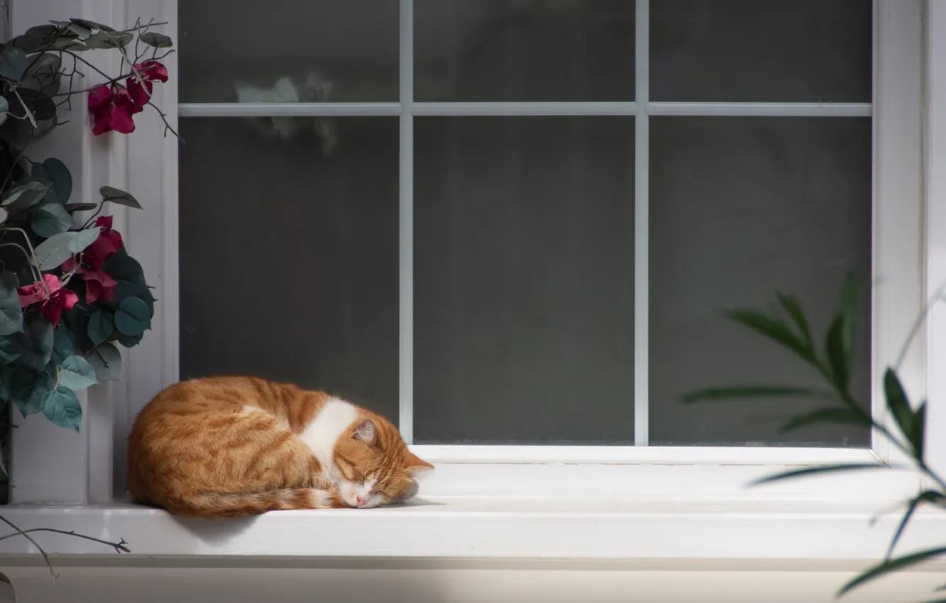 Photo wallpaper Cat, Window, Sleep