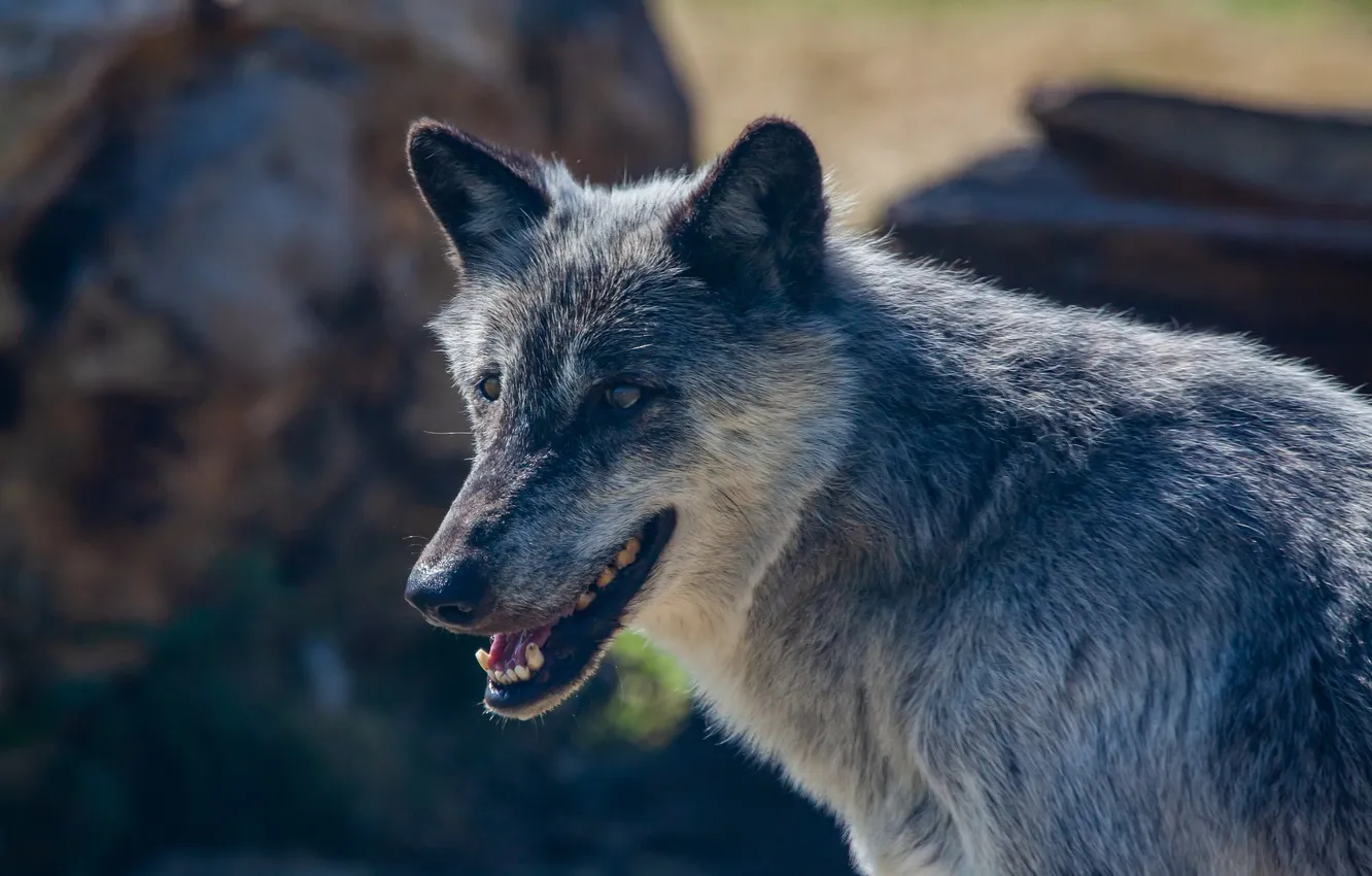 Photo wallpaper fantasy, Predator, nature, art, snow, face, animal, wolf