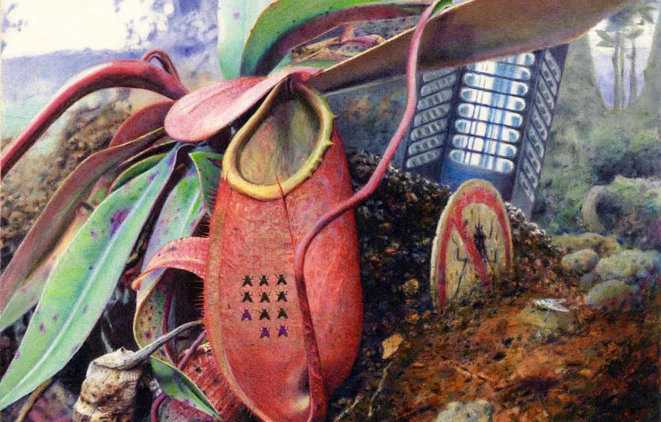 Photo wallpaper nature, fly, figure, art, Nepenthes, The pitcher