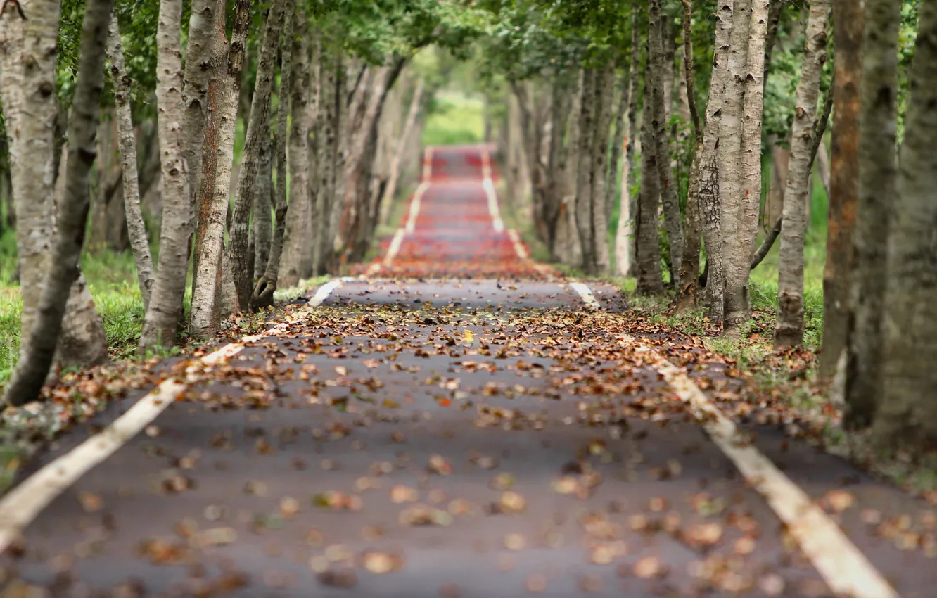 Photo wallpaper road, autumn, leaves