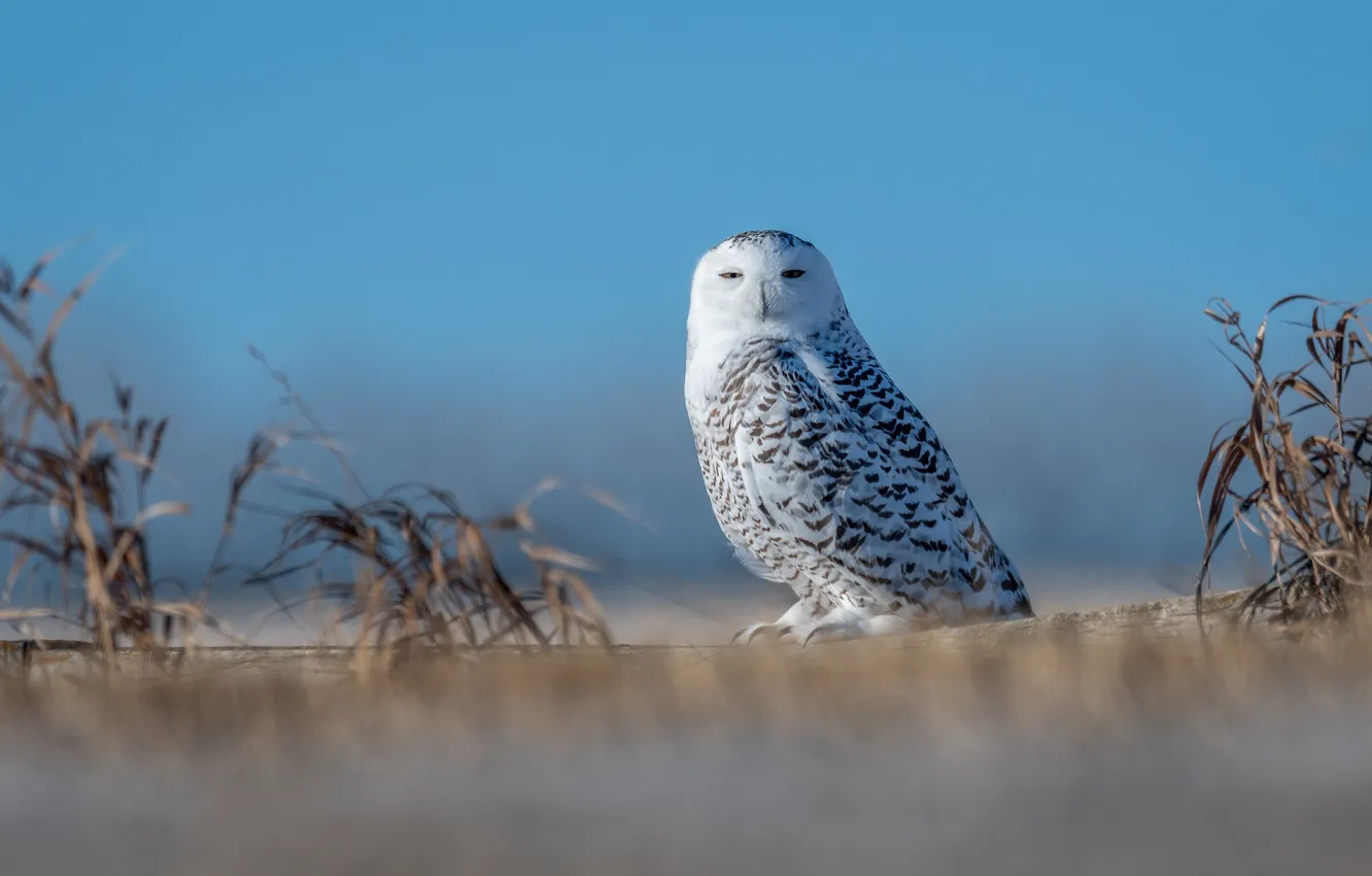 Photo wallpaper the sky, grass, look, owl, bird, glade, blue background, snowy owl
