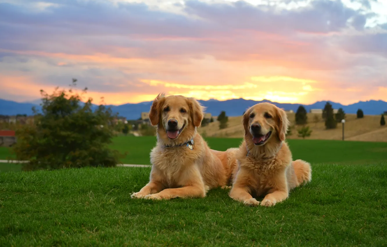 Photo wallpaper sunset, dog, two, dog, Retriever
