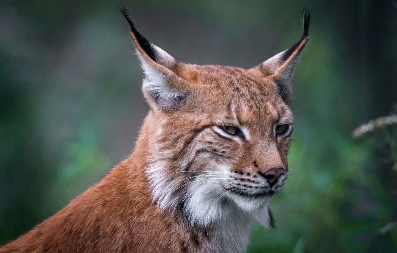 Photo wallpaper look, face, nature, background, portrait, lynx, wild cat, brush
