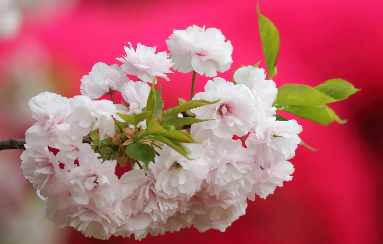Photo wallpaper macro, flowers, branches, cherry, background, Sakura, flowering