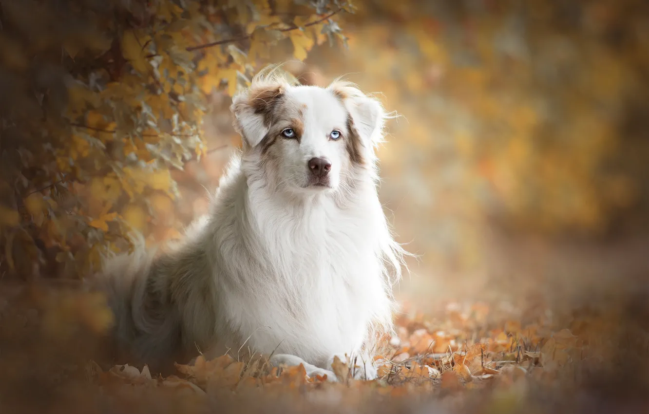 Photo wallpaper autumn, look, leaves, branches, portrait, dog, bokeh, Australian shepherd