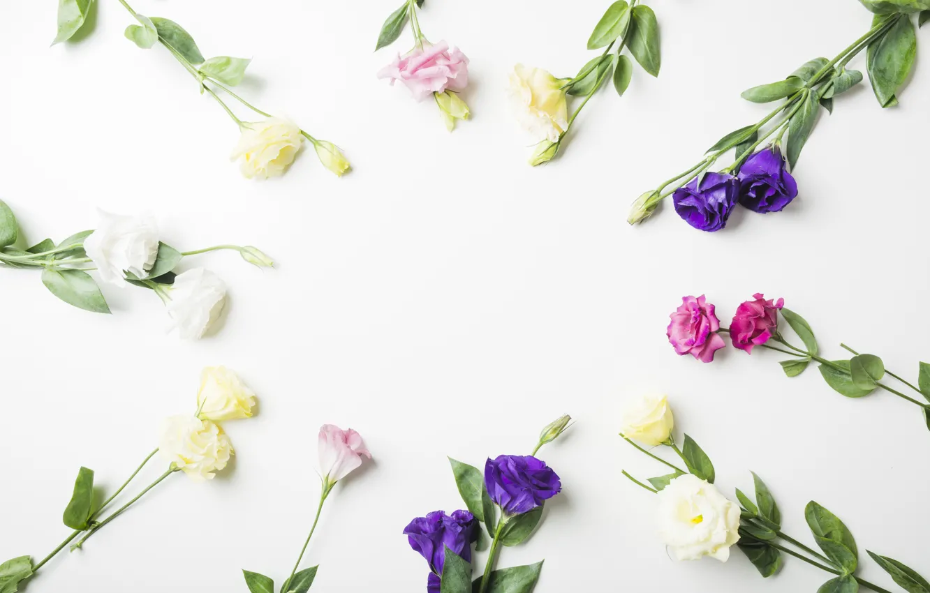 Photo wallpaper white, flowers, background, flowers, leaves, eustoma