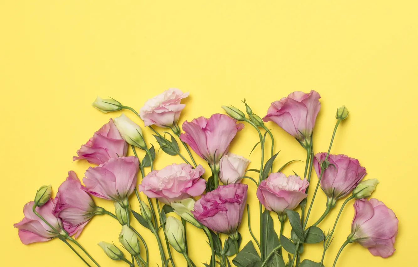 Photo wallpaper flowers, pink, pink, flowers, eustoma, eustoma
