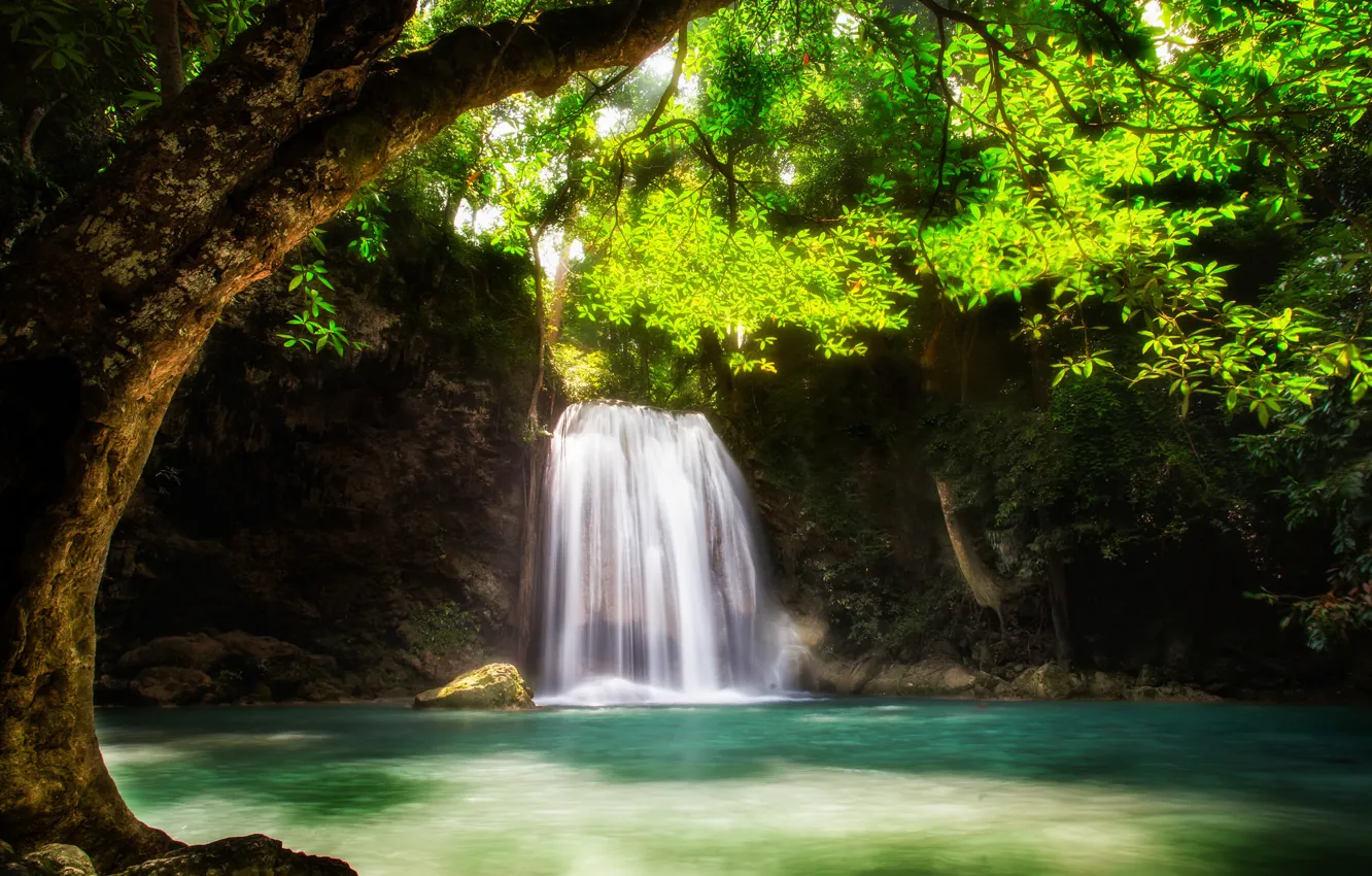 Photo wallpaper water, tree, waterfall, stream