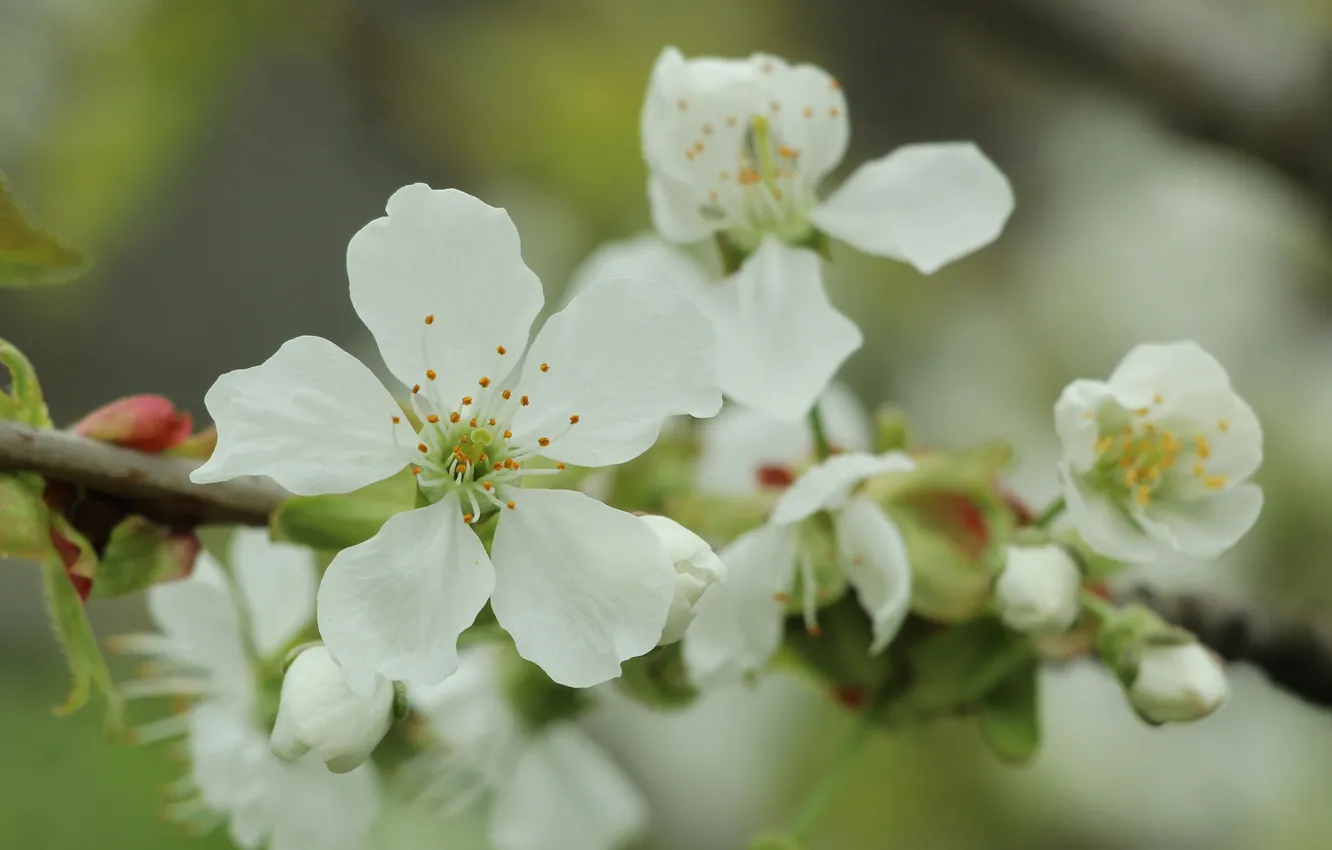 Photo wallpaper white, flowers, twig
