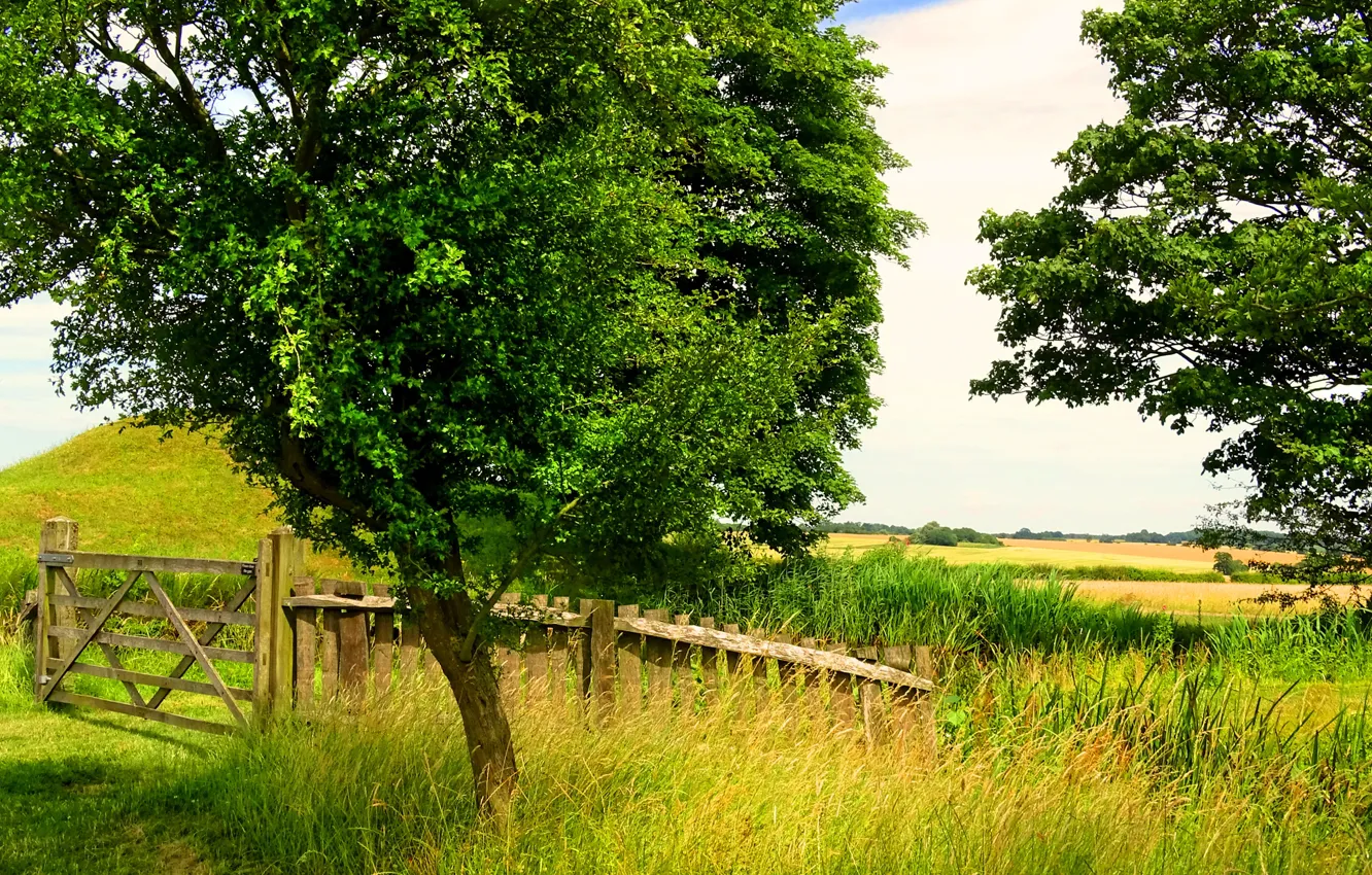 Photo wallpaper greens, field, summer, grass, trees, the fence