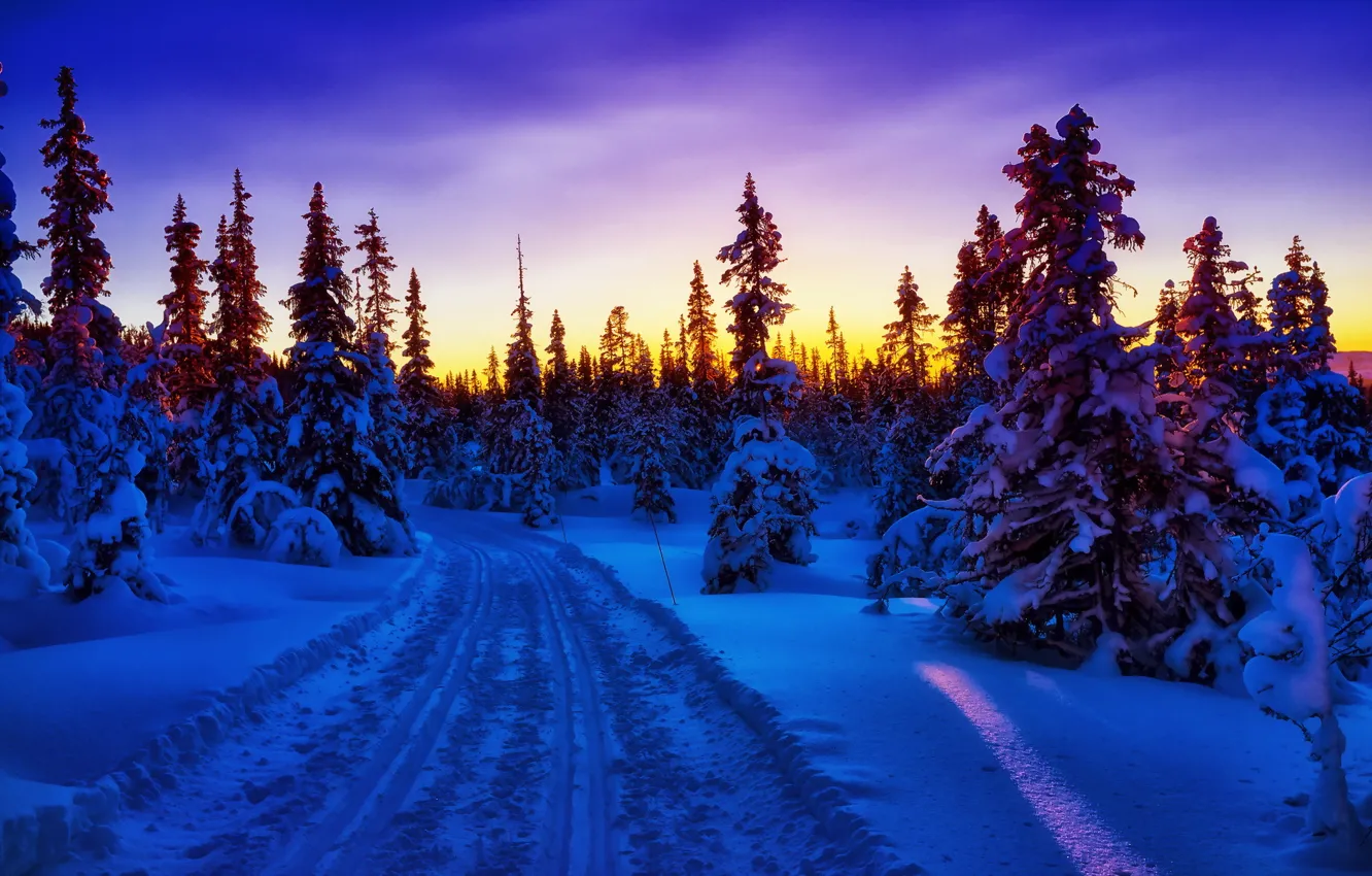 Photo wallpaper winter, sunset, tree