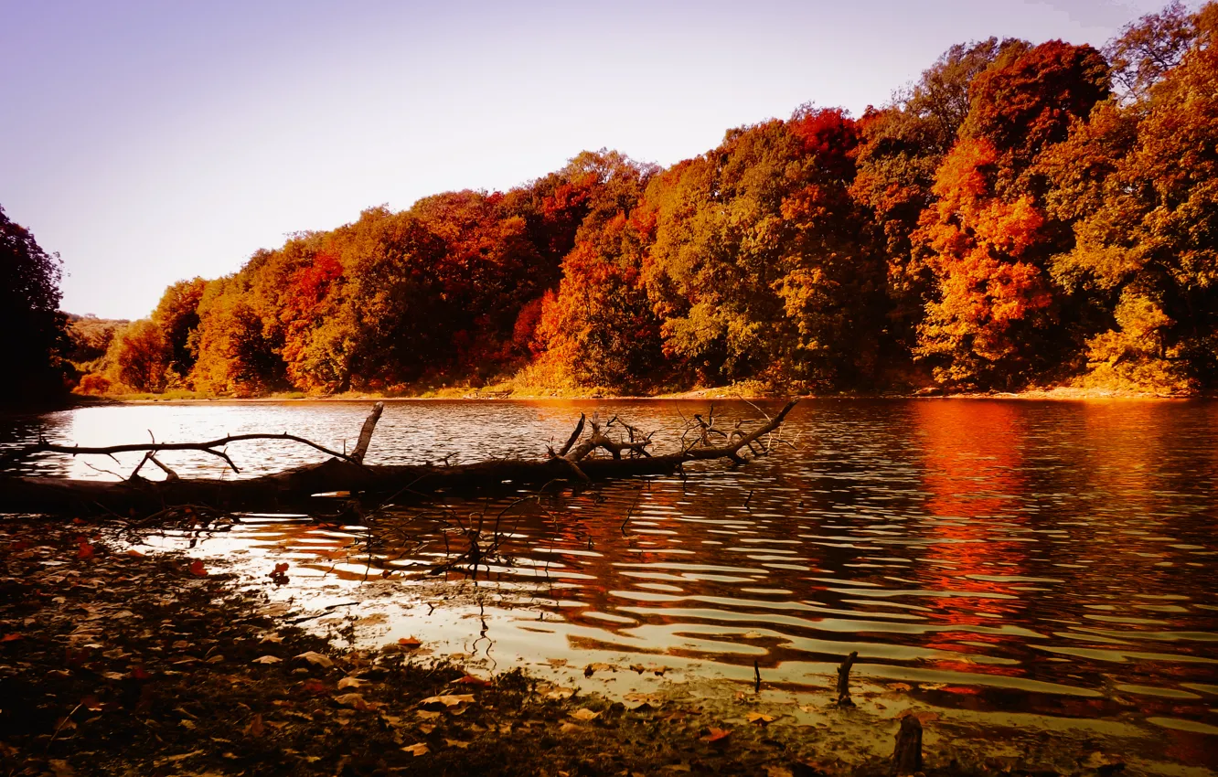 Photo wallpaper autumn, forest, nature, river, forest, river, trees, nature