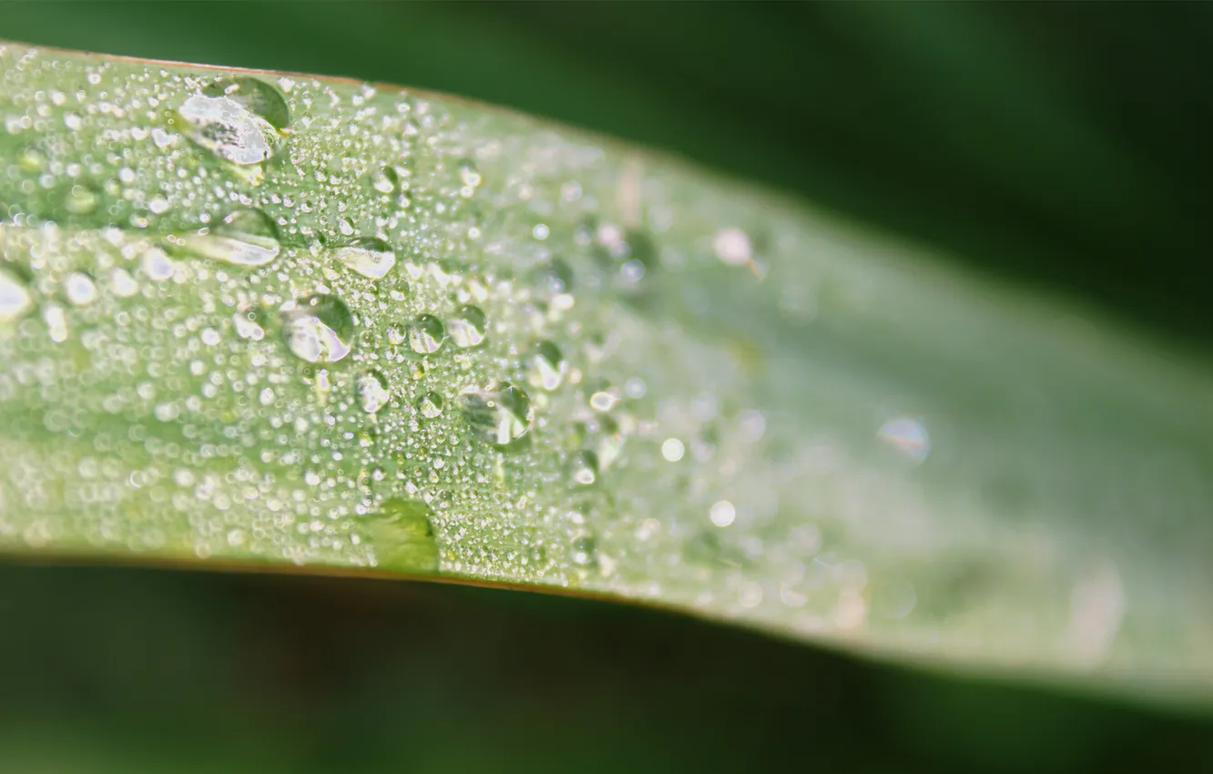 Photo wallpaper leaves, drops, macro, Rosa
