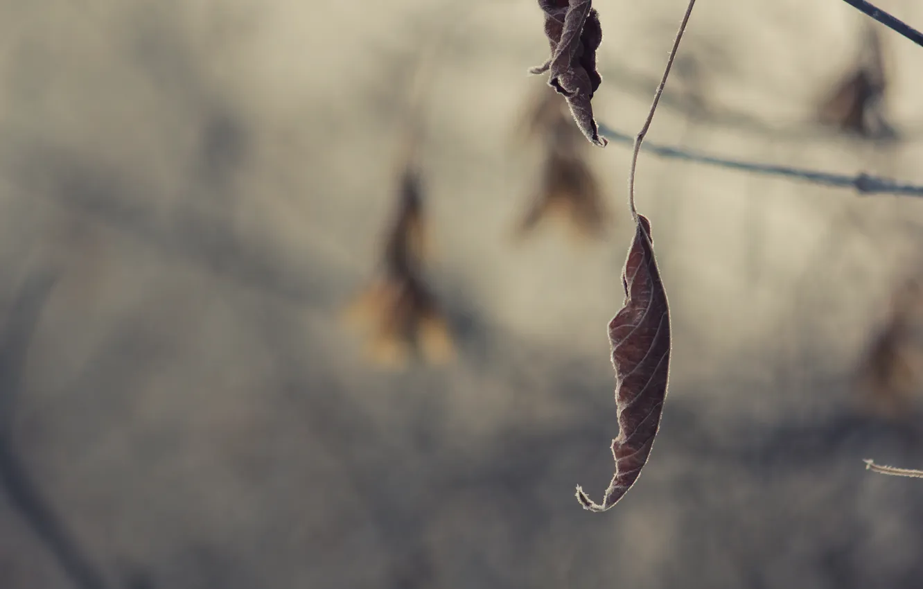 Photo wallpaper cold, frost, leaf