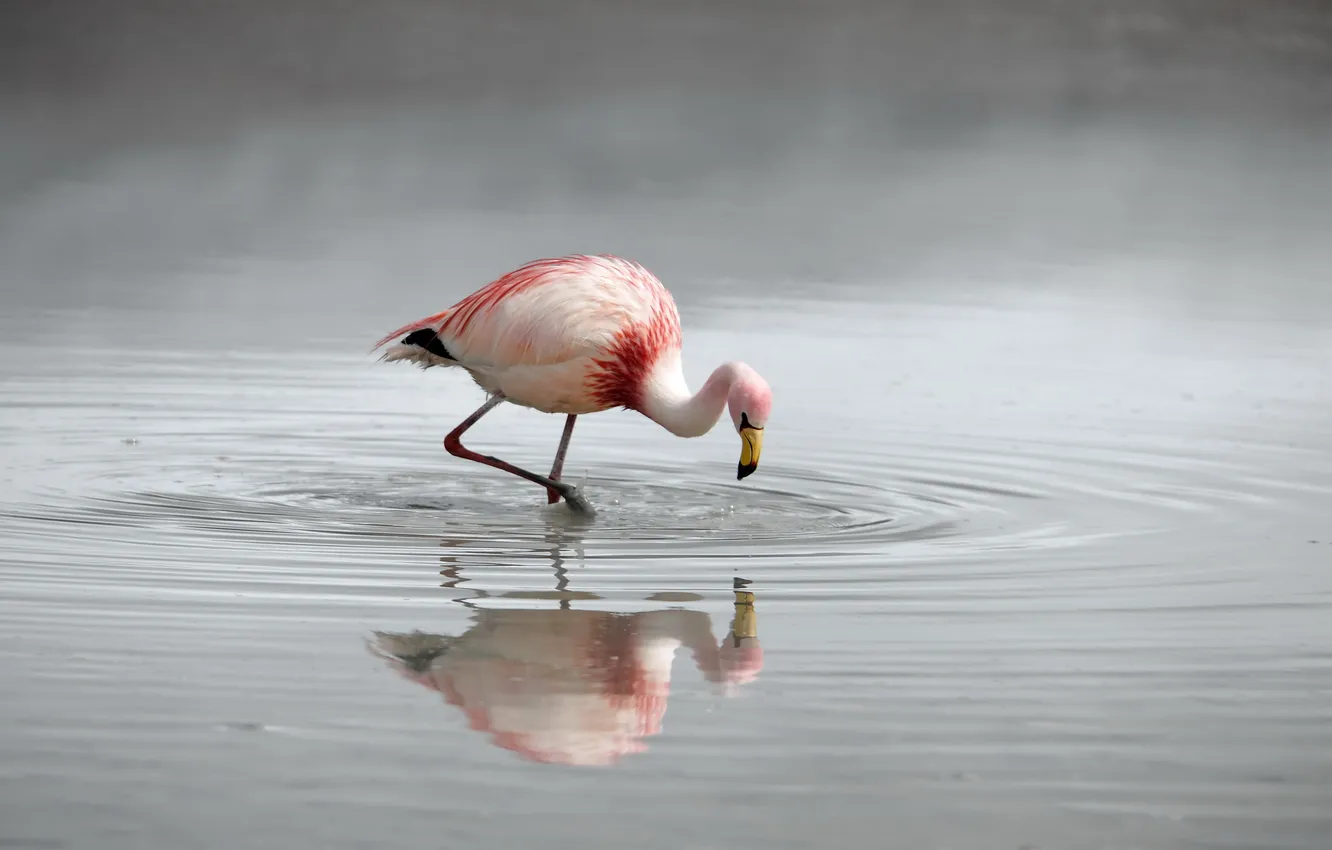Photo wallpaper nature, bird, Flamingo