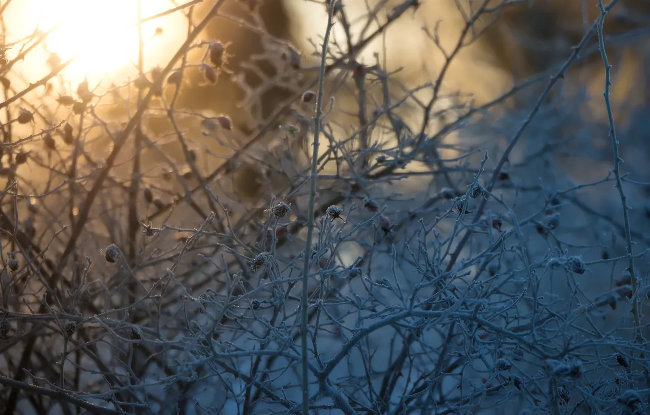 Photo wallpaper light, branches, nature