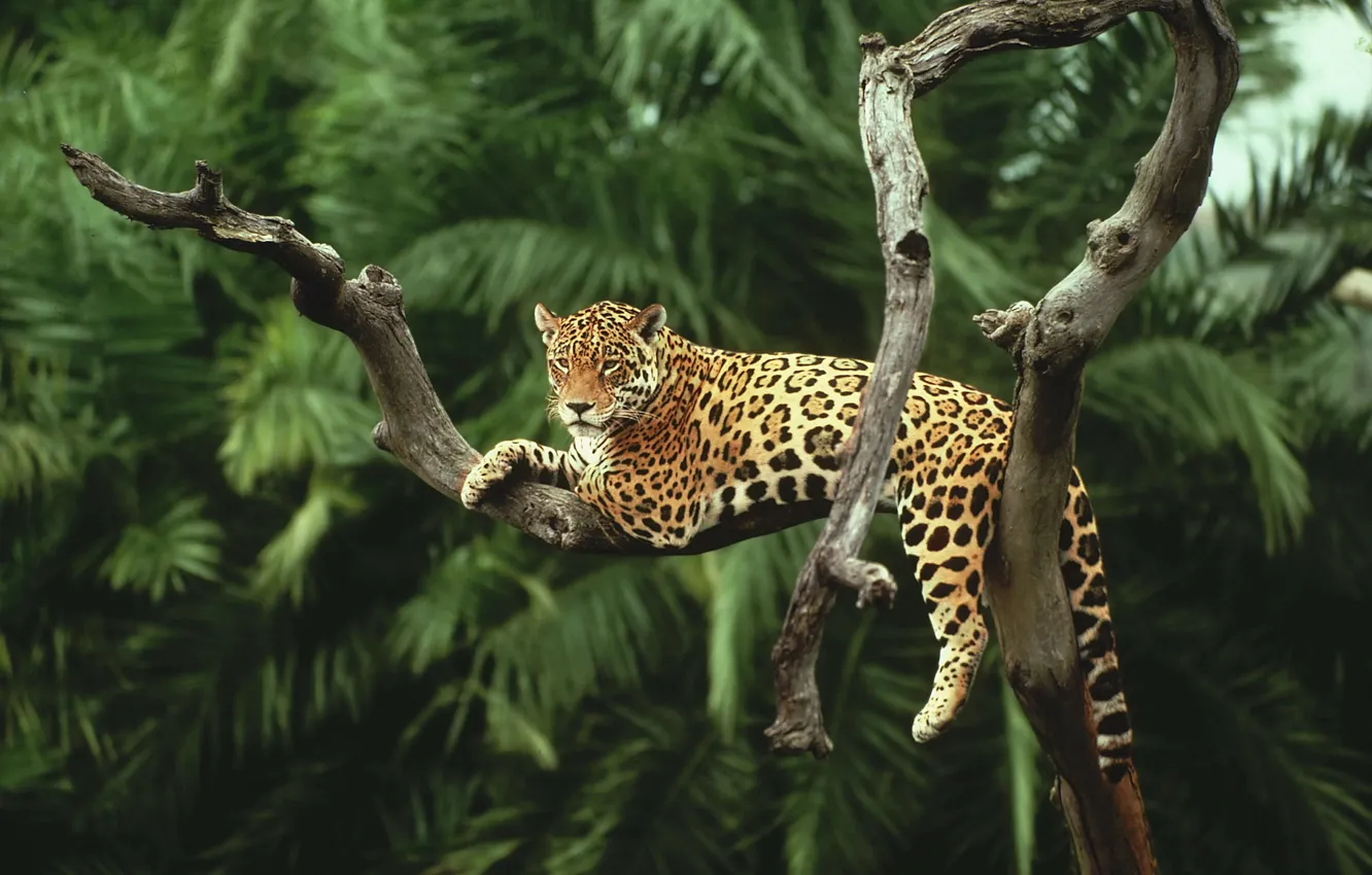 Photo wallpaper trees, predator, jungle, Jaguar, big cat
