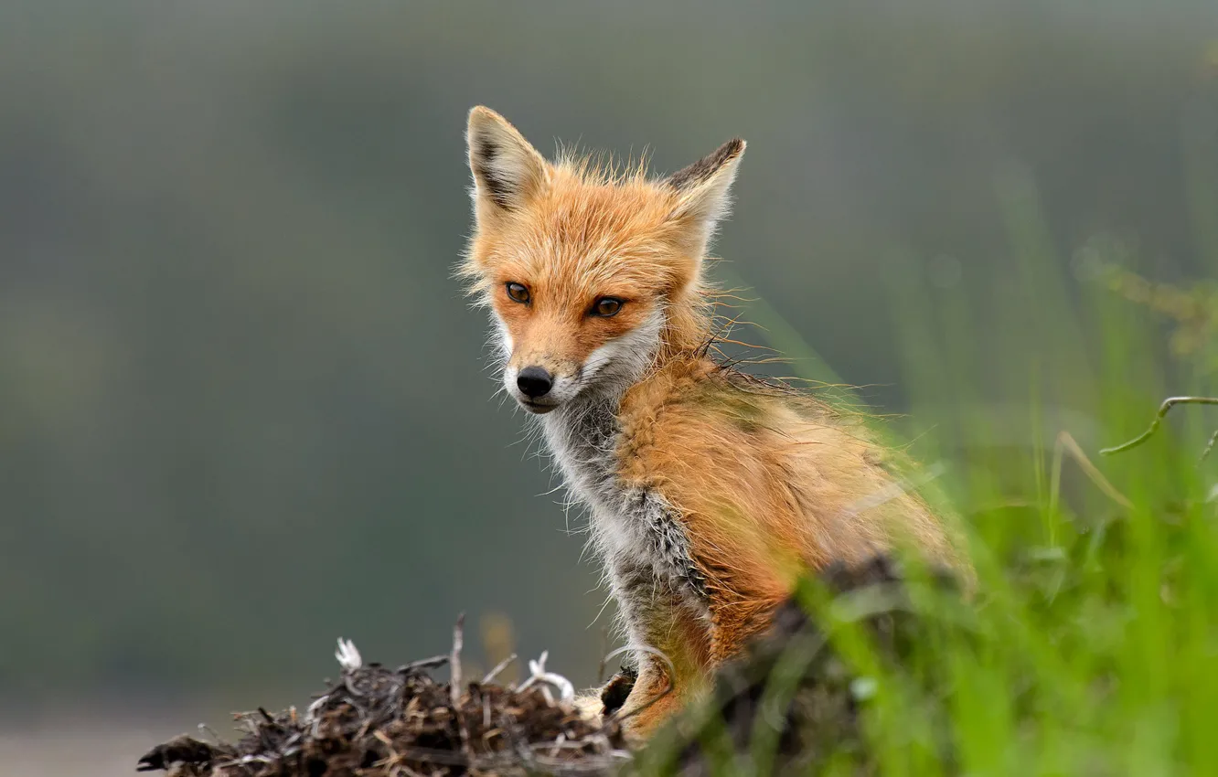 Photo wallpaper grass, look, nature, portrait, wet, Fox, face, Fox