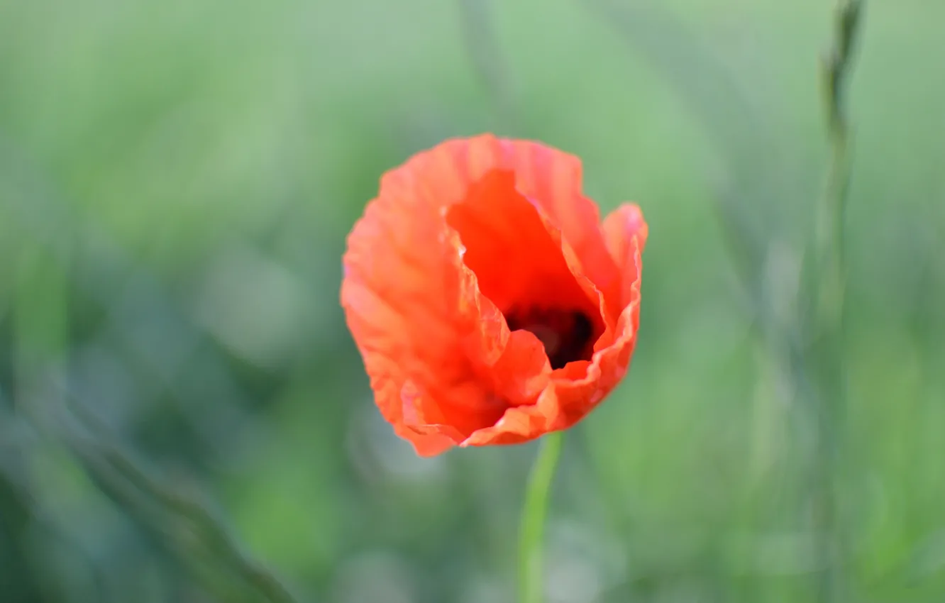 Photo wallpaper macro, nature, Mac, petals