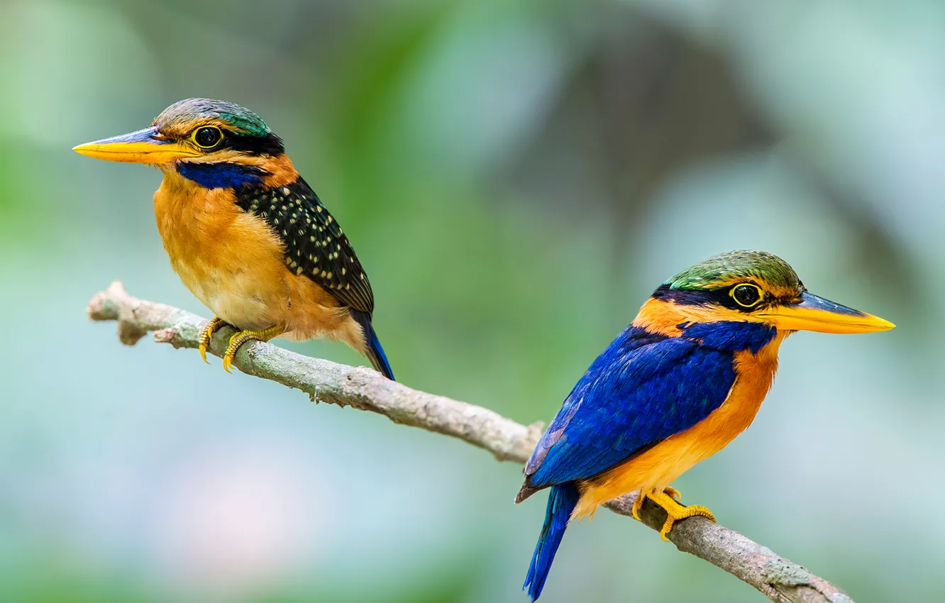 Photo wallpaper branches, bird, feathers, beak, pair, tail, Kingfisher