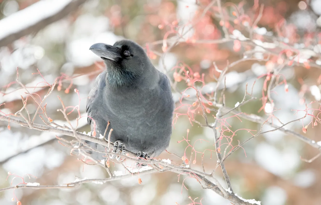 Photo wallpaper trees, nature, bird