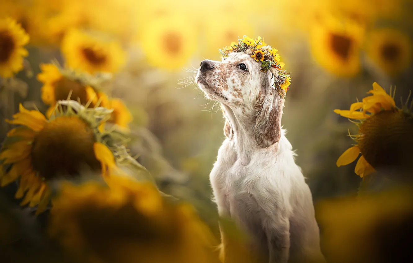 Photo wallpaper sunflowers, dog, face, wreath, bokeh