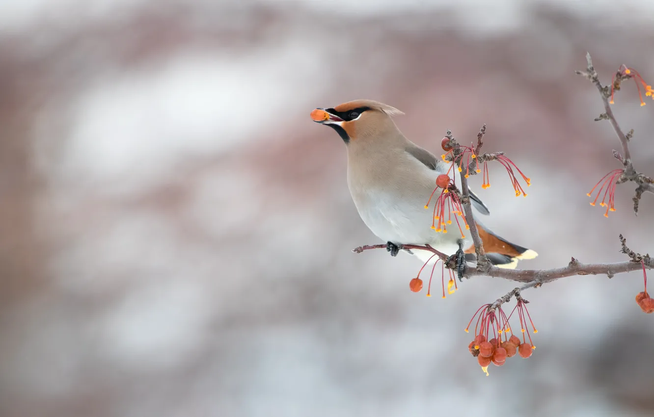 Photo wallpaper winter, branches, nature, berries, grey, background, bird, fruit