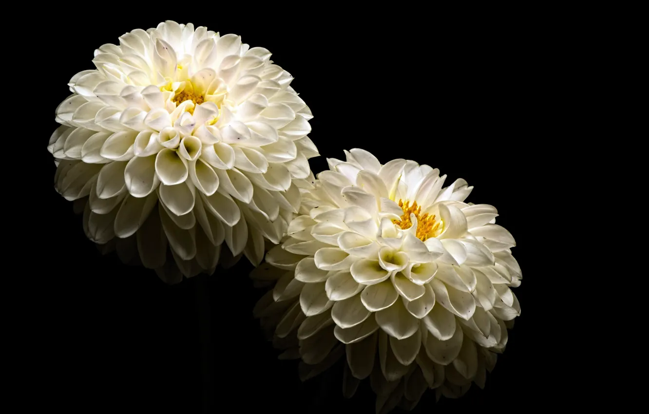 Photo wallpaper flowers, nature, background