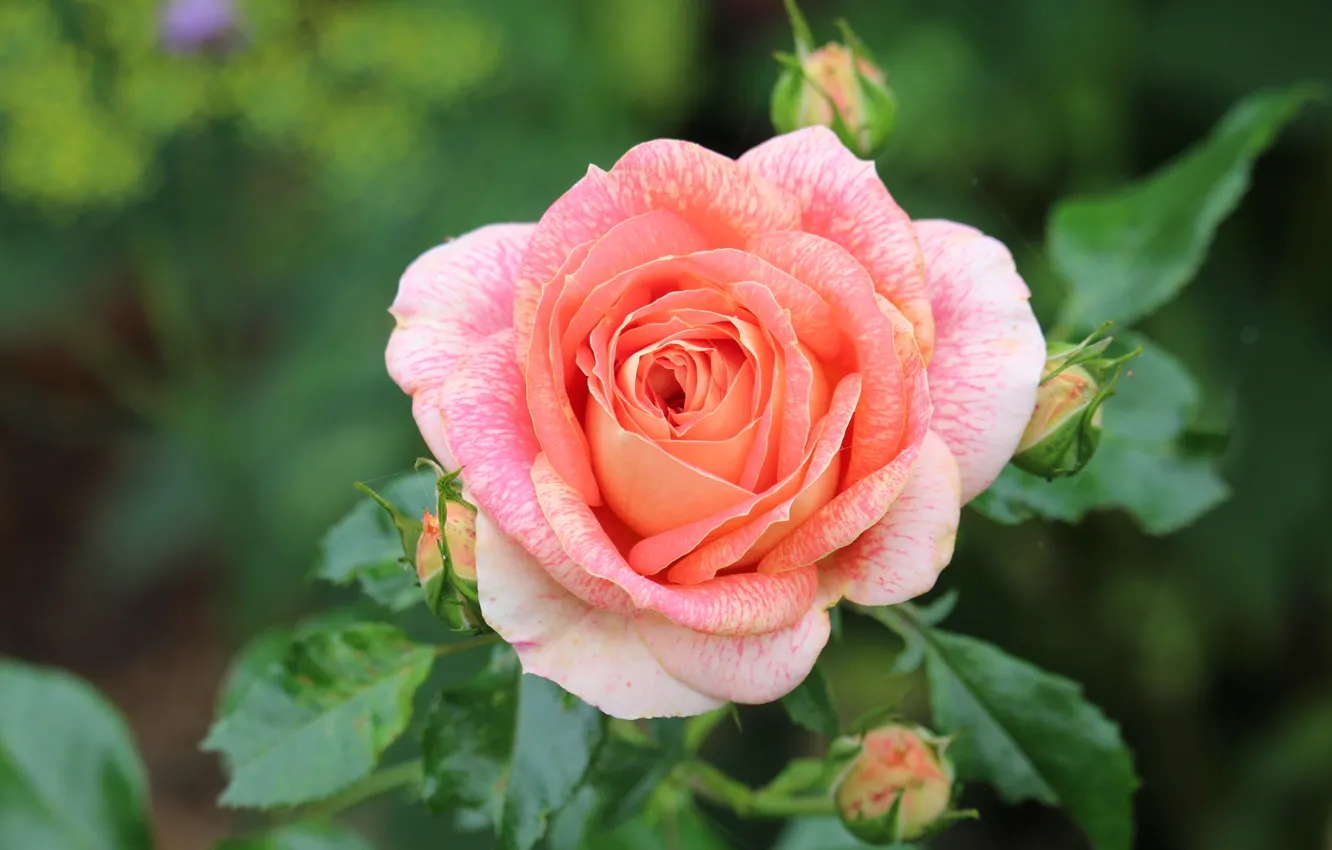 Photo wallpaper leaves, flowers, orange, roses, garden, pink, buds, bokeh