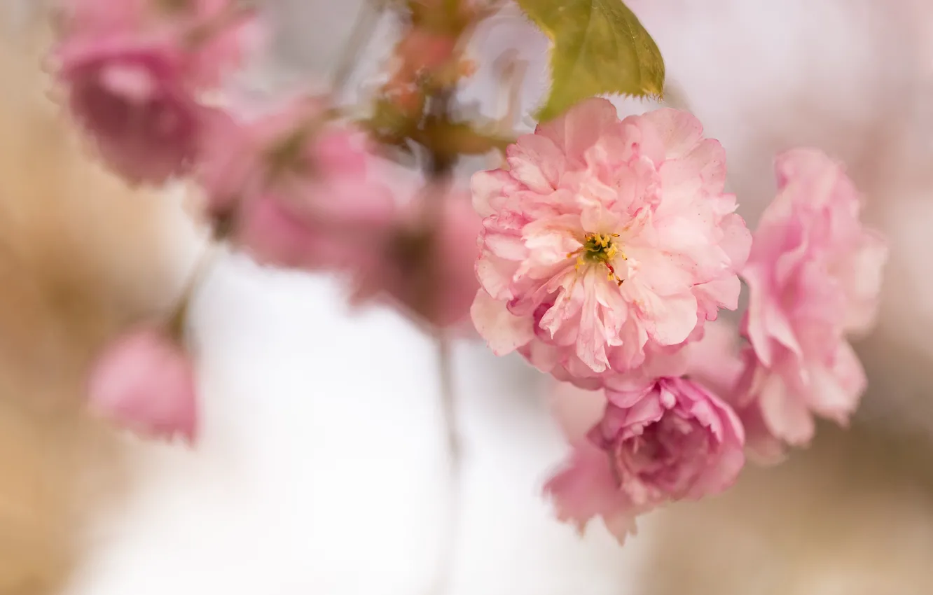 Photo wallpaper macro, flowers, branches, blur, spring, Sakura, pink, flowering