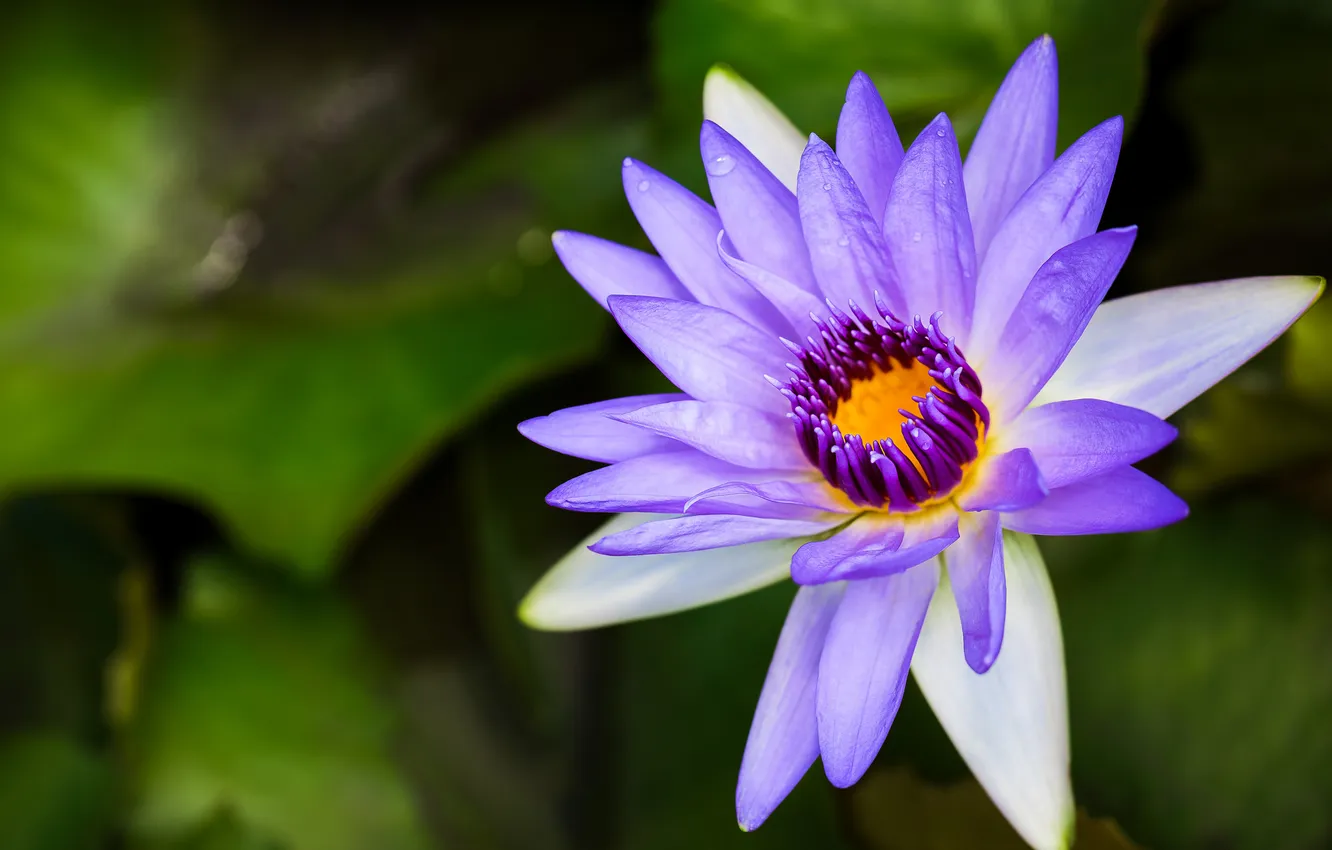 Photo wallpaper macro, flowers, petals, Lotus, lilac
