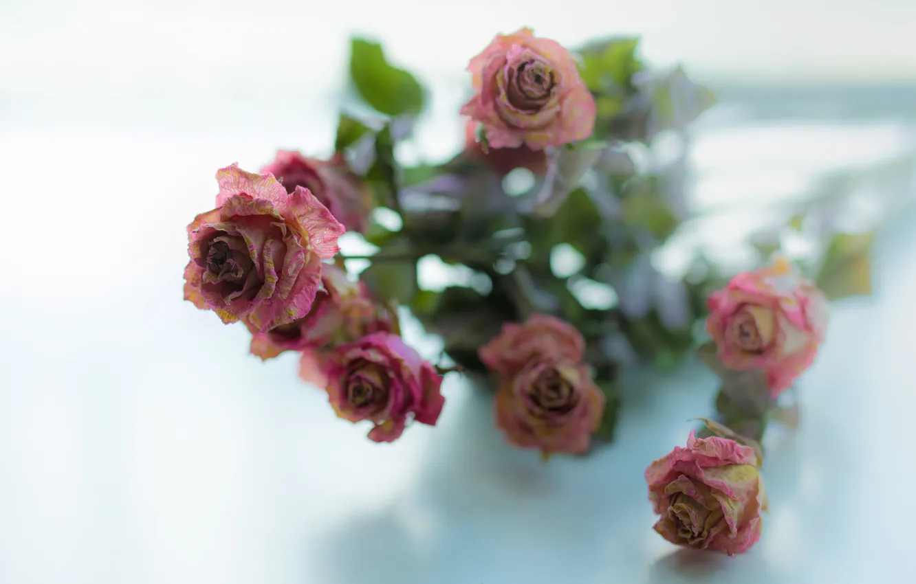 Photo wallpaper flowers, background, roses