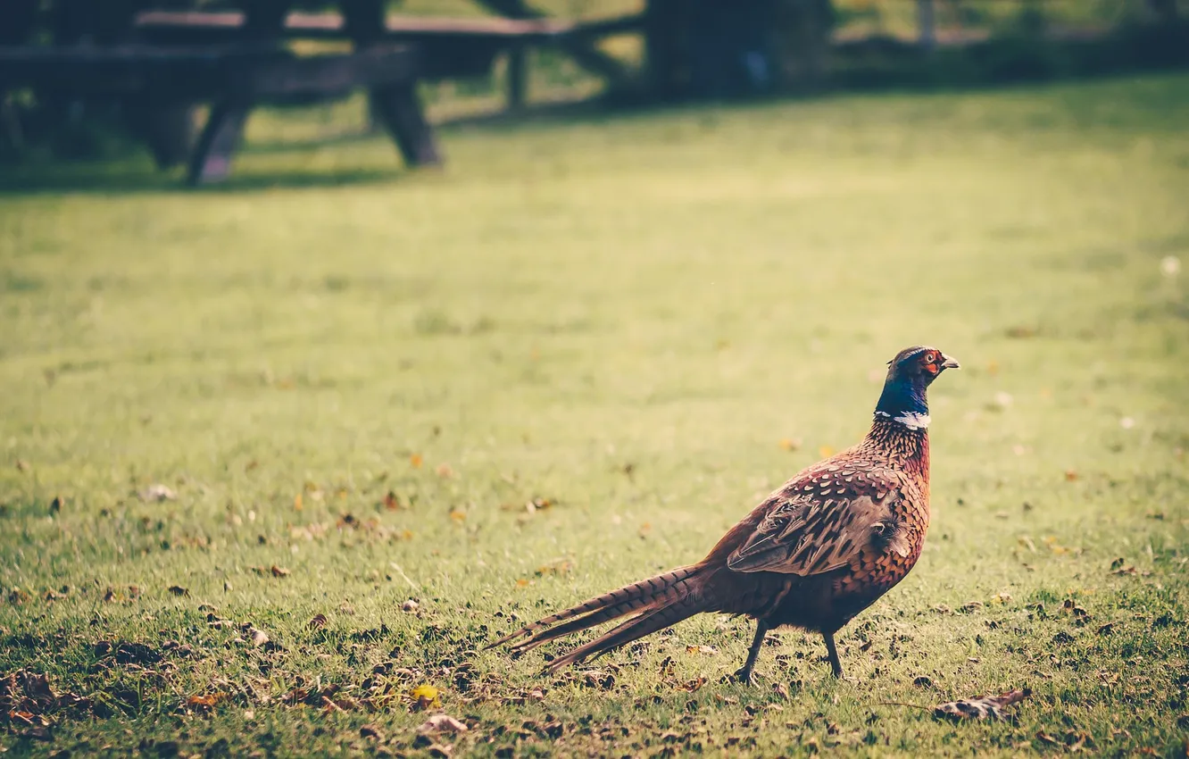 Photo wallpaper grass, feathers, pheasant