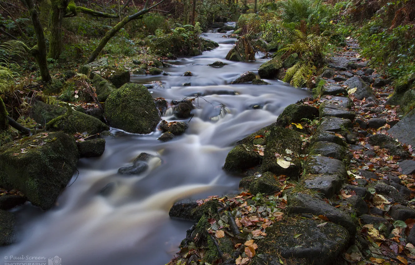 Photo wallpaper autumn, forest, river