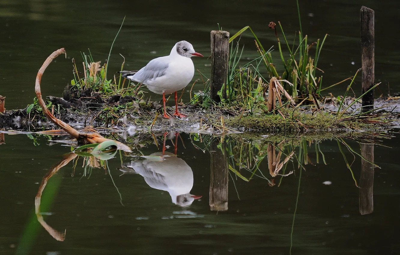 Photo wallpaper grass, reflection, bird, Seagull, island, pond