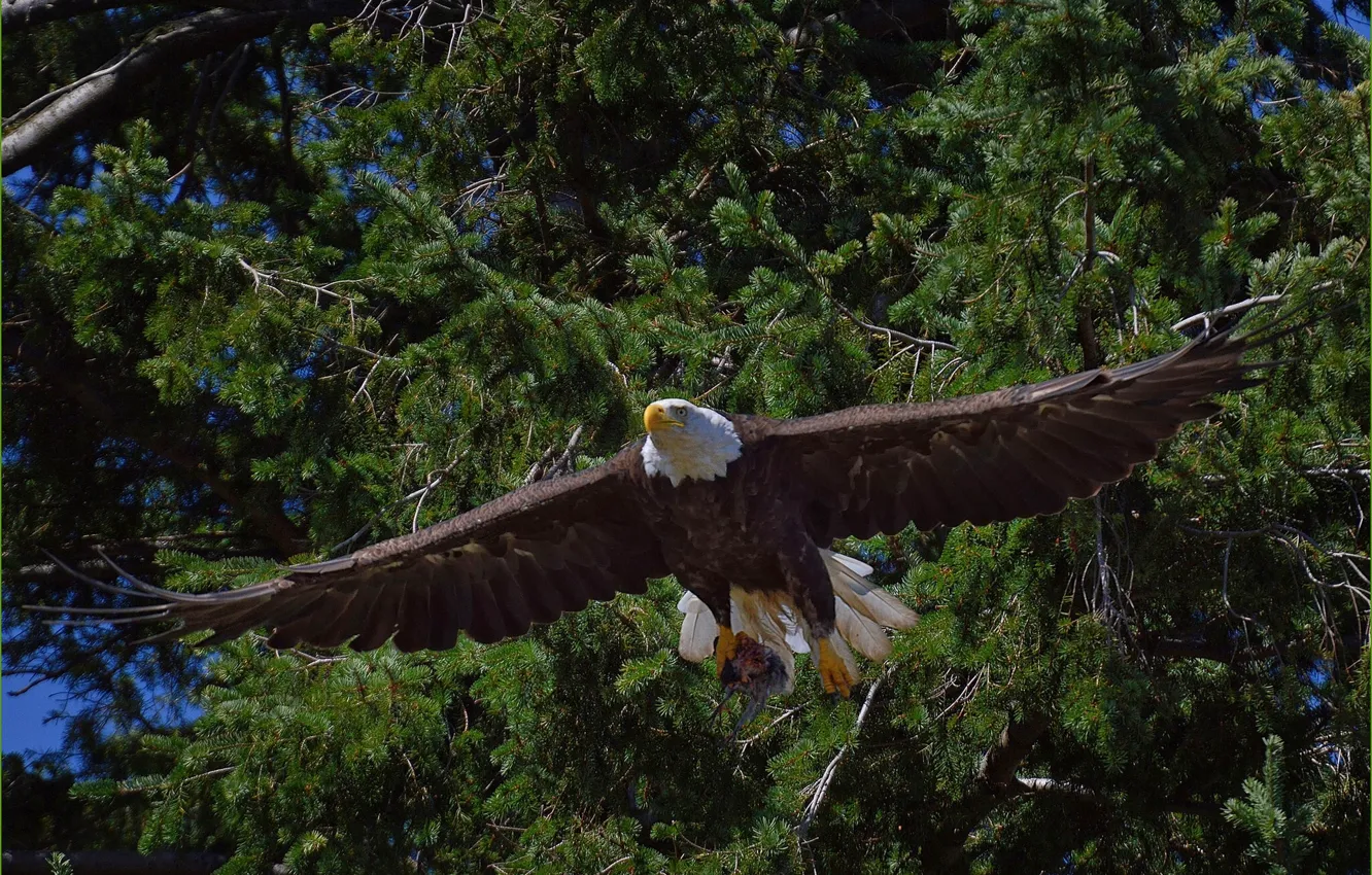 Photo wallpaper trees, bird, predator, flight, Bald eagle