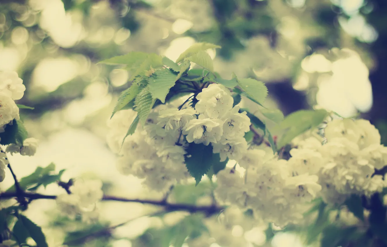Photo wallpaper leaves, flowers, branch, tenderness, beauty, spring, blur, white