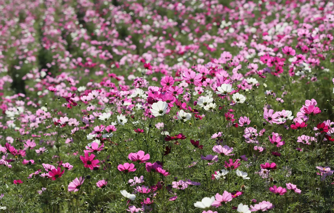 Photo wallpaper white, field, pink, flowers