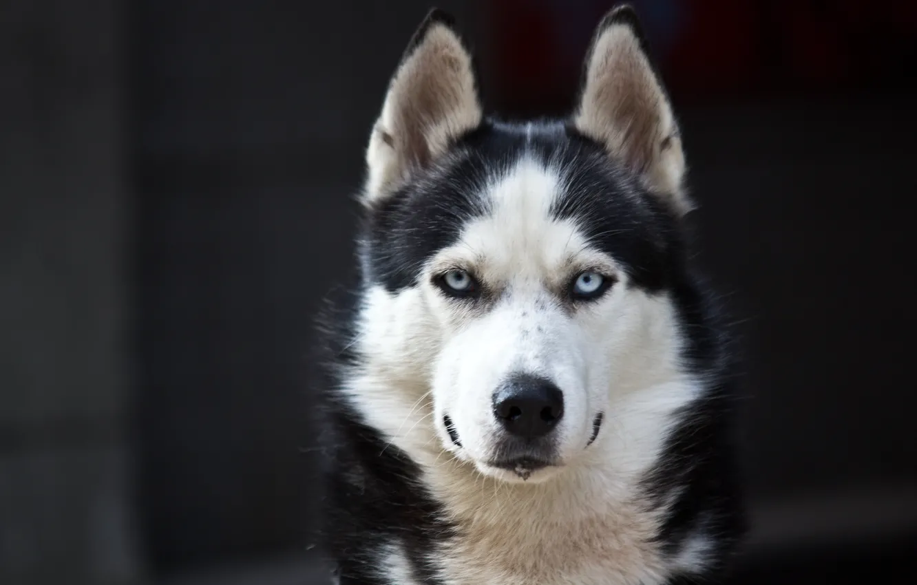Photo wallpaper white, Dog, black, danger, Husky, cute, Blue eyes