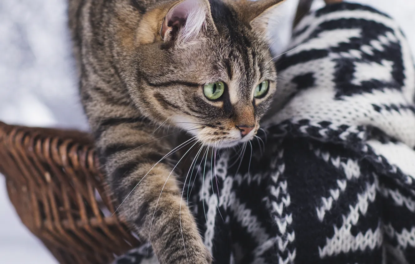 Photo wallpaper cat, cat, pattern, paws, scarf, basket