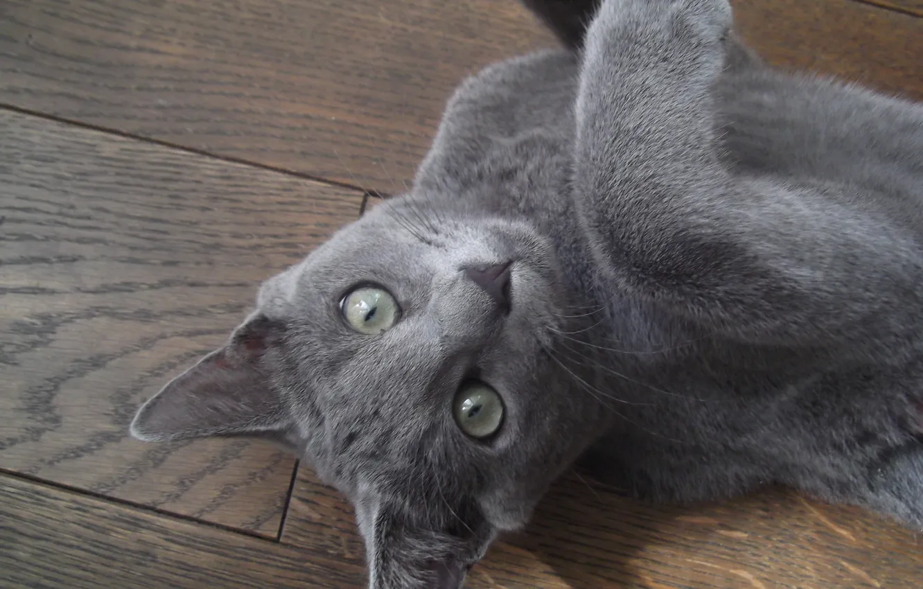 Photo wallpaper cat, grey, lies