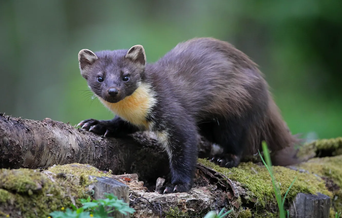 Photo wallpaper branches, predator, marten