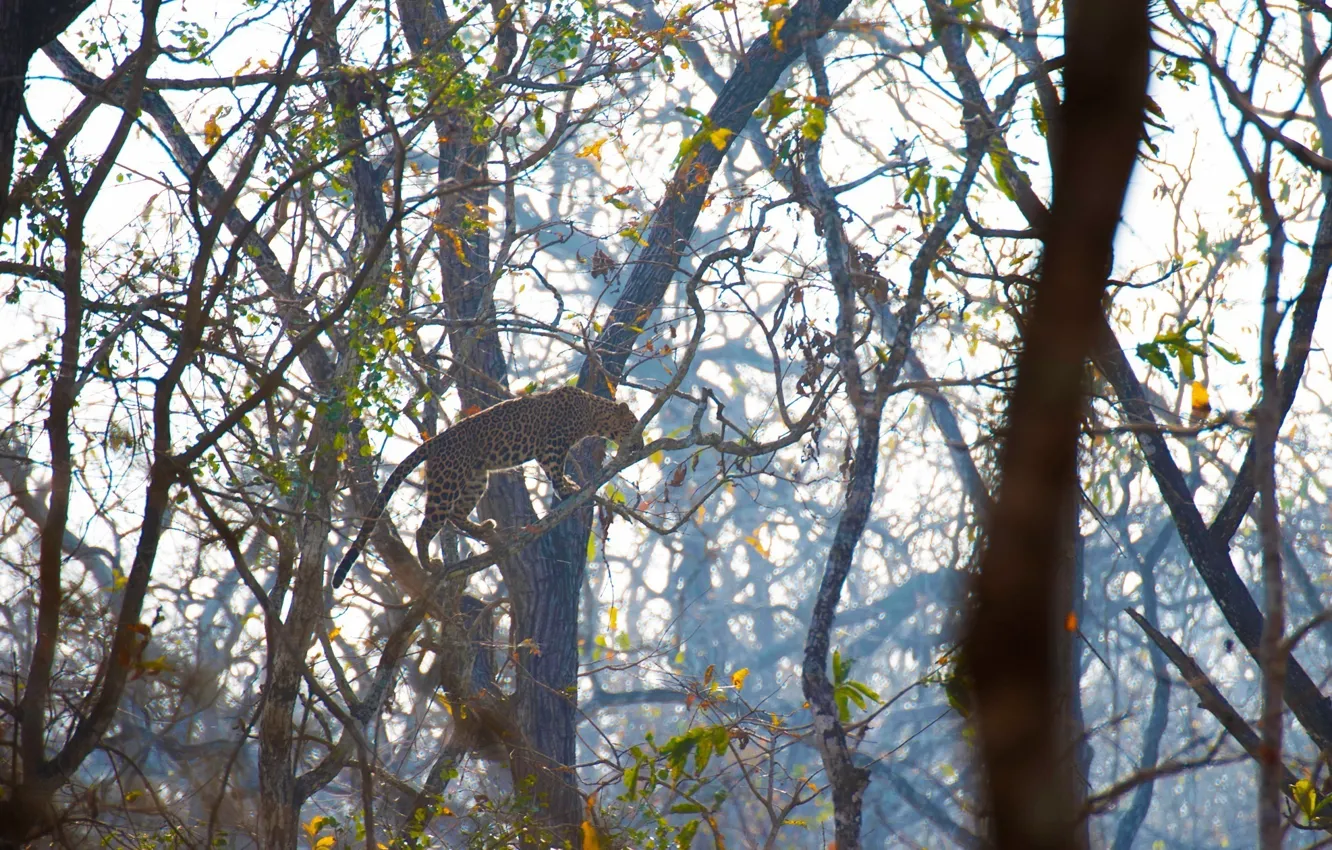 Photo wallpaper predator, leopard, wild cat, on the tree