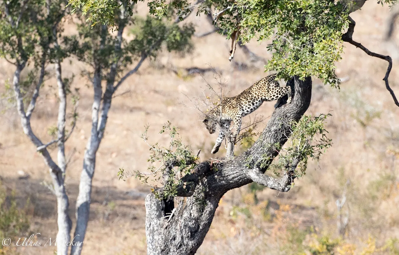 Photo wallpaper predator, leopard, Africa, wild cat, on the tree